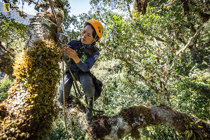 A woman in an orange helmet kneels on a tree branch while attaching a camera to another branch.